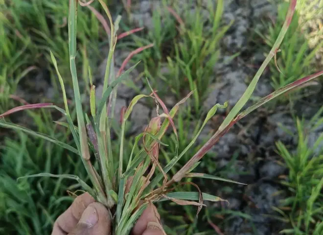 خبير زراعي يكشف سر السيطرة على الحشيشة الحمراء وحماية المحاصيل من الخسائر