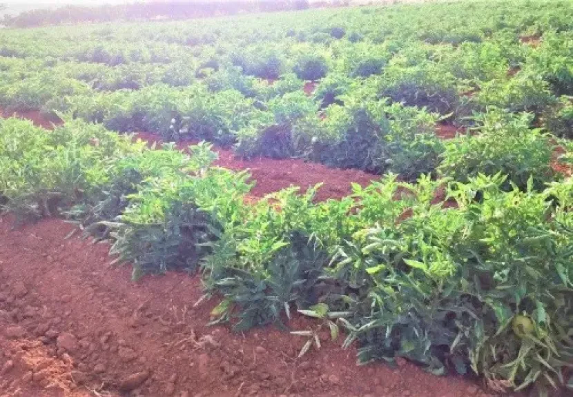 برنامج تسميد الطماطم في الأراضي الطينية بنظام الري بالغمر
