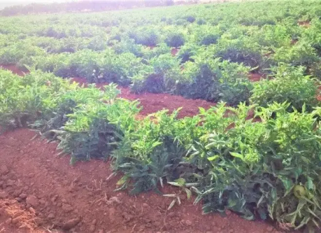 برنامج تسميد الطماطم في الأراضي الطينية بنظام الري بالغمر