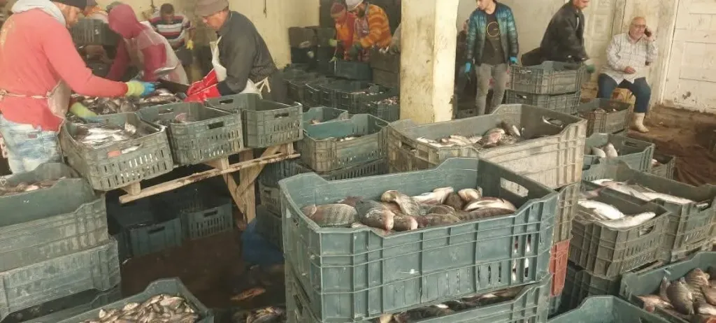13 طنًا من 3 أفدنة.. محطة الخاشعة السمكية بكفر الشيخ تسجل إنتاجية قياسية لدعم الأمن الغذائي