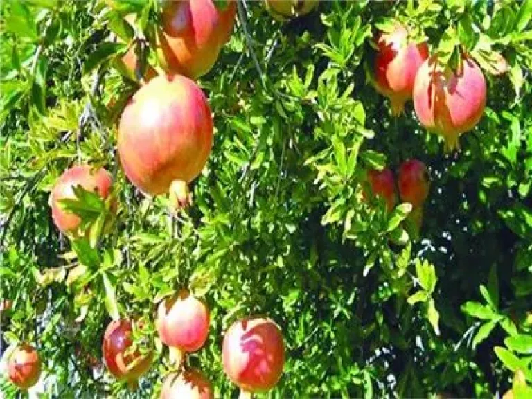 توصيات عاجلة للمزارعين بشأن الري والتغذية ومكافحة الآفات خلال الأيام المقبلة
