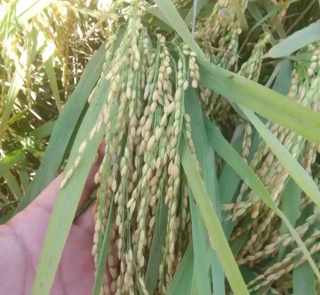 لماذا تظهر الحبوب الفارغة في سنابل الأرز؟.. خبير زراعي يكشف الأسباب وطرق الوقاية