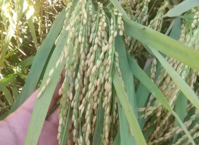 لماذا تظهر الحبوب الفارغة في سنابل الأرز؟.. خبير زراعي يكشف الأسباب وطرق الوقاية