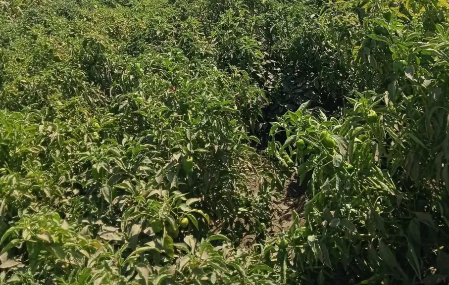 خبير زراعي يكشف أخطر 7 أمراض وآفات تهدد محصول الفلفل وطرق مكافحتها
