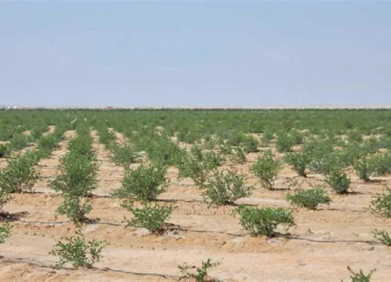 الجدوى الاقتصادية لمشروع زراعة الجوجوبا بالبحر الأحمر: عائد 31% وآلاف الوظائف