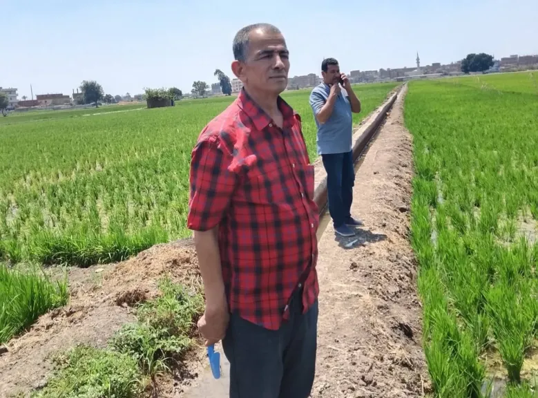رئيس قسم المحاصيل بجامعة الزقازيق يقدم روشتة فنية لنجاح زراعة الأرز