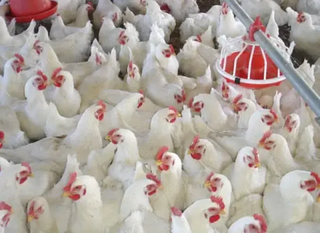 روشتة الاستخدام الآمن للمضادات الحيوية في صناعة الدواجن لحماية المستهلك