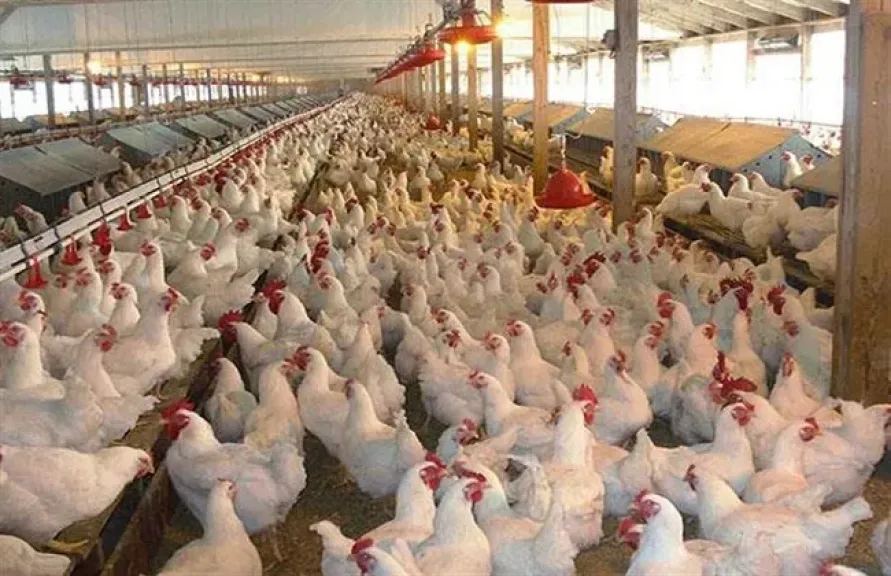 أسباب الاستسقاء والموت المفاجئ في الدواجن الحديثة
