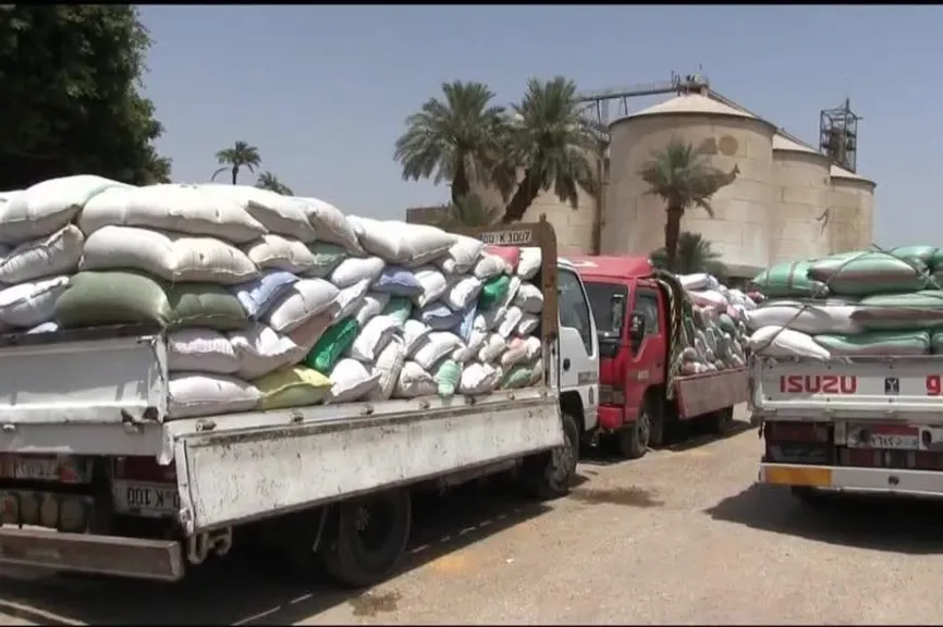 زراعة سوهاج تستهدف 200 ألف طن قمح بحلول أغسطس