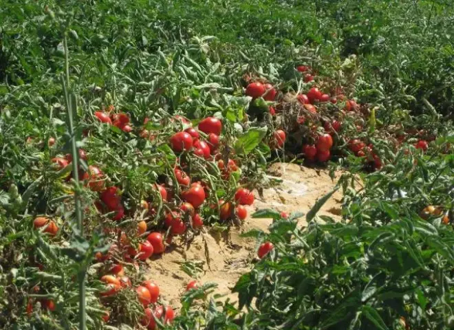 موجة حرارة شديدة تستمر 10 أيام.. وتحذيرات من 3 ظواهر مناخية تهدد المحاصيل