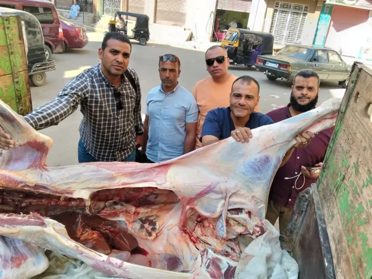 ضبط عجل مريض باليرقان وإحالته للنيابة في أسيوط