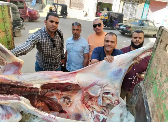 ضبط عجل مريض باليرقان وإحالته للنيابة في أسيوط