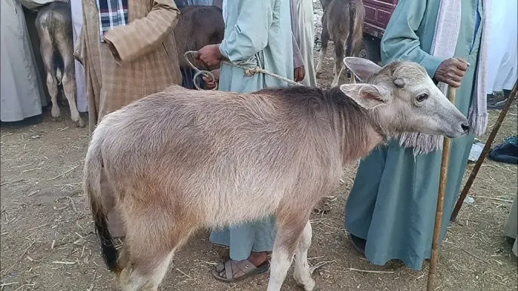وزير الزراعة: 500 مليون جنيه تمويلات جديدة للبتلو.. وإجمالي المشروع يتجاوز 11 مليارًا