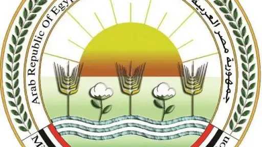بيان هام من الزراعة بشأن المساحات المنزرعة بالقطن ومؤشرات المحصول