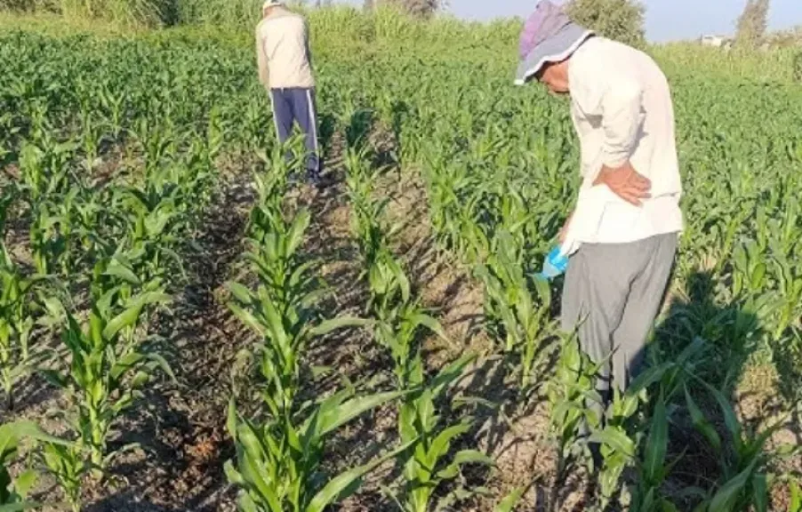 روشتة إنقاذ عاجلة.. خبير زراعي يكشف الأخطاء القاتلة للمزارعين أثناء موجات الحر