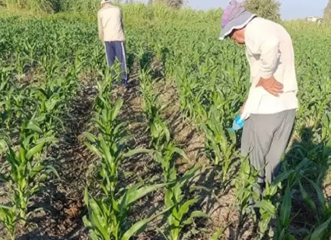 روشتة إنقاذ عاجلة.. خبير زراعي يكشف الأخطاء القاتلة للمزارعين أثناء موجات الحر