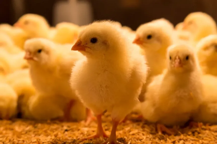 ​ناقوس خطر يهز الأسواق.. لغز عودة ”إعدام الكتاكيت” في الخفاء رغم تعافي صناعة الدواجن