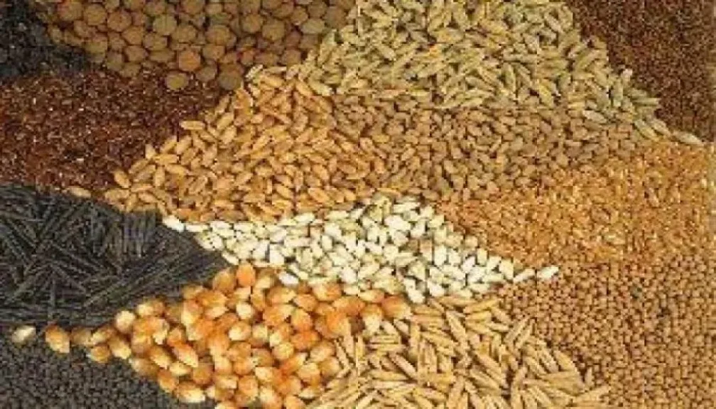 ثبات الصويا والذرة .. أسعار خامات الأعلاف اليوم الأربعاء 1 - 7 - 2026