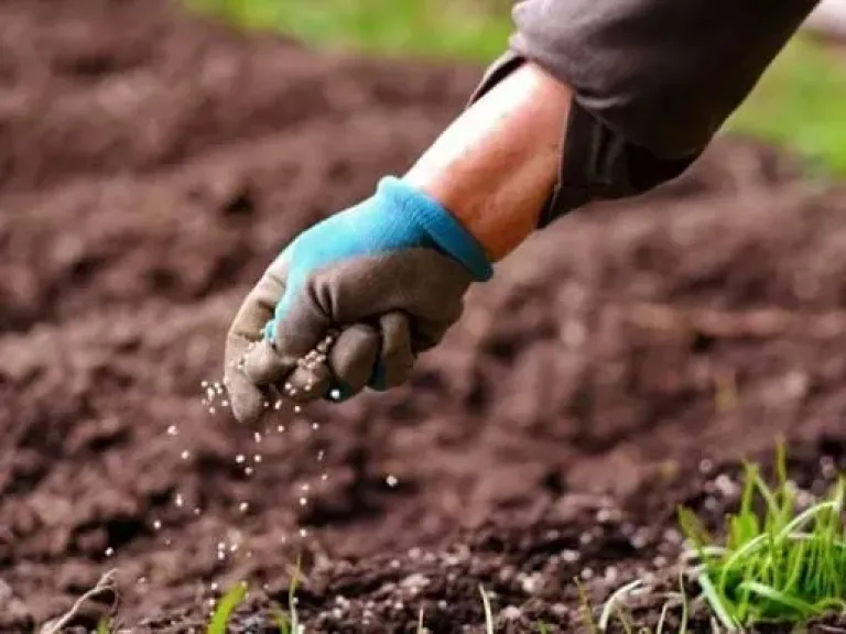 خبير زراعي يضع قواعد التسميد النيتروجيني في الصيف والأجواء الحارة