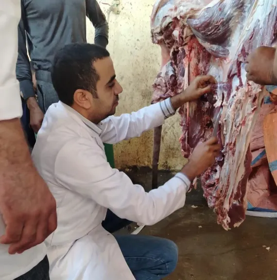مدير الطب البيطري بسوهاج يكشف تفاصيل ضبط عجل مصاب بديدان الساركوسيست