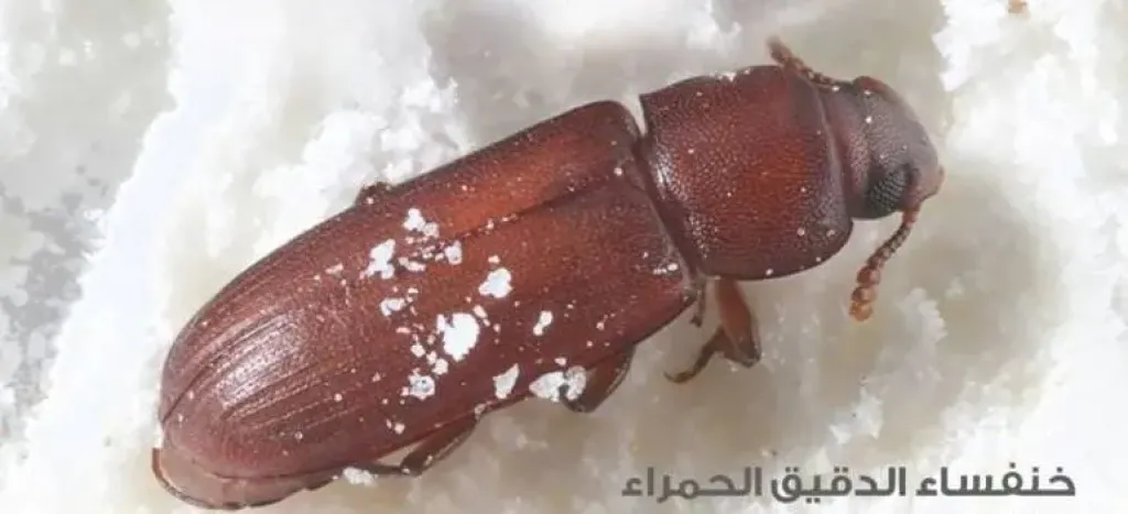 دراسة علمية تحذر: خنافس الدقيق تفرز مواد مسرطنة لا تختفي بالطهي