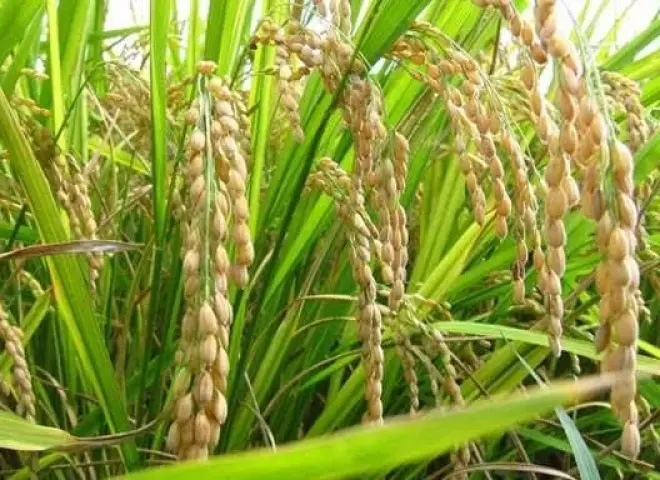 تعرف على المركبات والتركيزات الصحيحة لرش الأرز قبل وبعد طرد السنابل