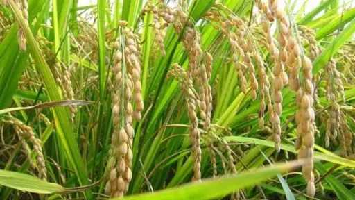 تعرف على المركبات والتركيزات الصحيحة لرش الأرز قبل وبعد طرد السنابل