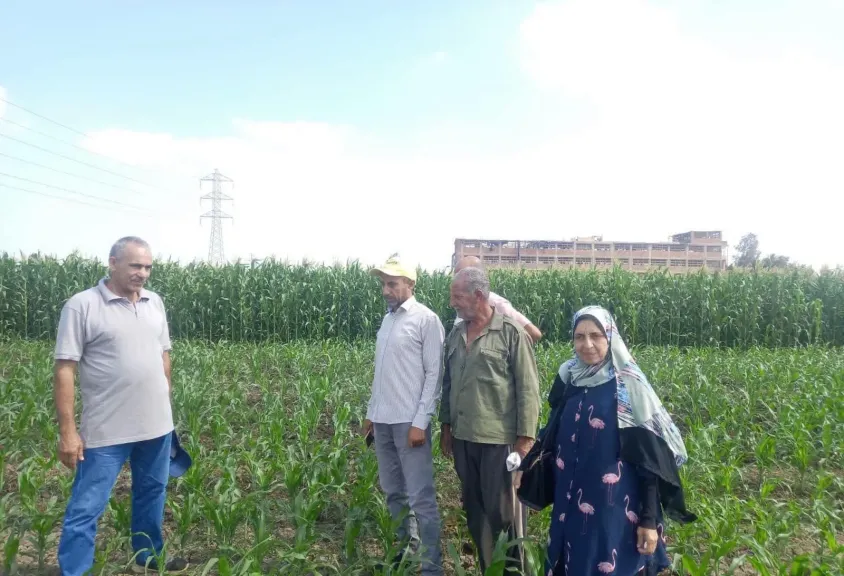 «زراعة المنوفية» تطلق إنذارًا للمزارعين.. التزموا بهذه التعليمات لحماية الذرة