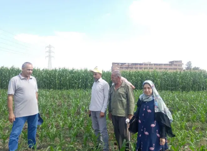 «زراعة المنوفية» تطلق إنذارًا للمزارعين.. التزموا بهذه التعليمات لحماية الذرة