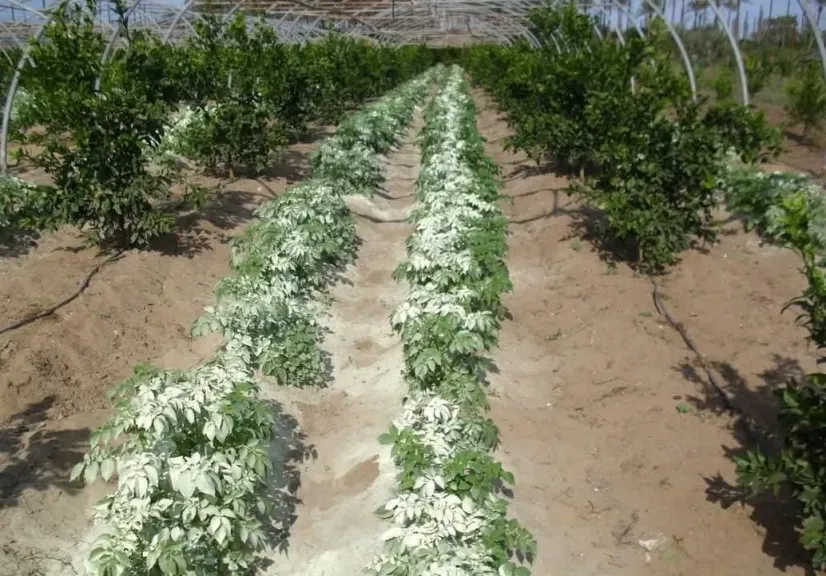 مدير المعمل الزراعي للمناخ يكشف أهمية التعفير بالكبريت الزراعي