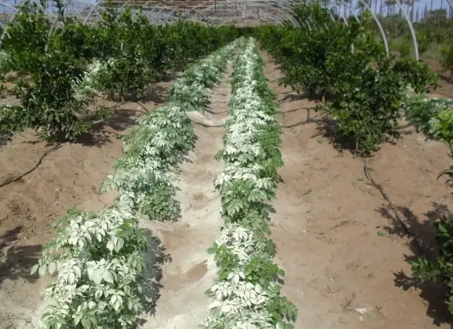 مدير المعمل الزراعي للمناخ يكشف أهمية التعفير بالكبريت الزراعي