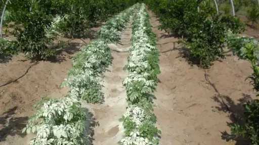 مدير المعمل الزراعي للمناخ يكشف أهمية التعفير بالكبريت الزراعي