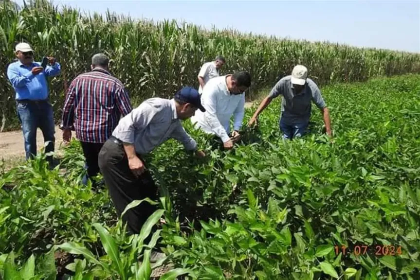 تحذيرات عاجلة للمزارعين والمواطنين في أخطر أيام الصيف