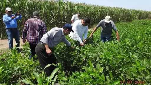تحذيرات عاجلة للمزارعين والمواطنين في أخطر أيام الصيف