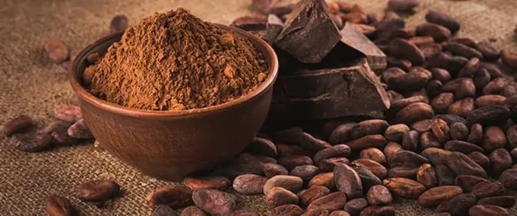 خبيرة بمركز البحوث تكشف فوائد الكاكاو الخام لصحة الدماغ والقلب