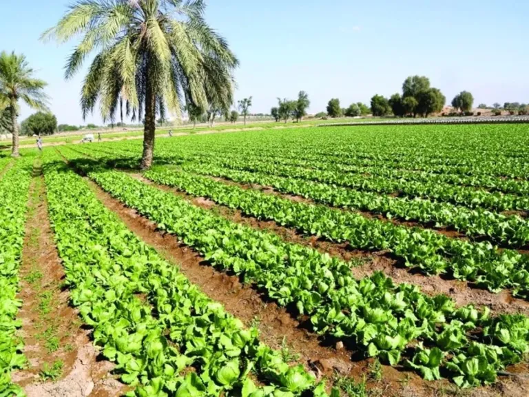 خبير يكشف طريقة علمية لإنقاذ الأراضي الزراعية وتحقيق الأمن الغذائي المستدام