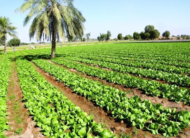 خبير يكشف طريقة علمية لإنقاذ الأراضي الزراعية وتحقيق الأمن الغذائي المستدام