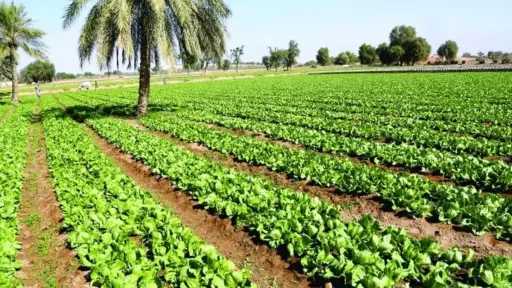 خبير يكشف طريقة علمية لإنقاذ الأراضي الزراعية وتحقيق الأمن الغذائي المستدام