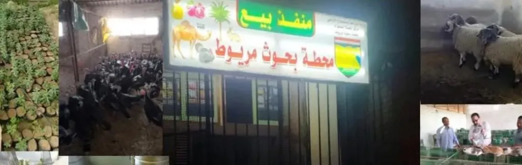 بحوث مريوط تعلن تخفيضات كبرى وخدمات مجانية للمزارعين والمربين