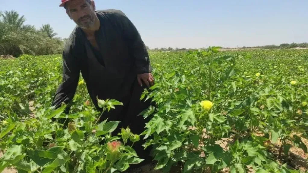 قبل خلط المبيدات في القطن.. 7 قواعد أساسية تحمي المحصول من الأخطاء القاتلة
