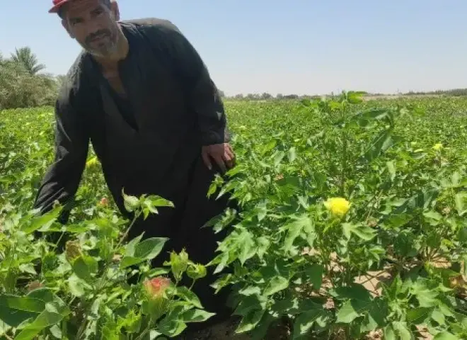 قبل خلط المبيدات في القطن.. 7 قواعد أساسية تحمي المحصول من الأخطاء القاتلة