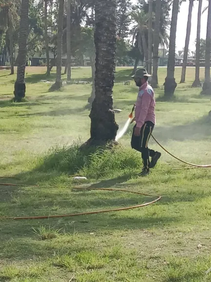 حملة مكبرة لمكافحة آفات النخيل في الحدائق العامة بالإسكندرية
