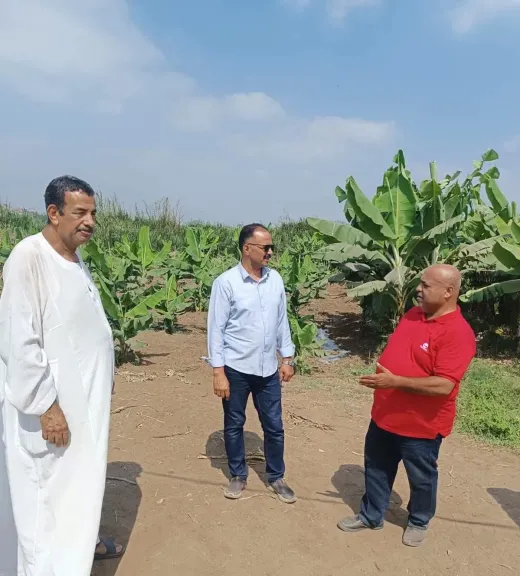 الزراعة تكشف خطة حماية محصول الموز.. مرور ميداني وتوصيات حاسمة للمزارعين