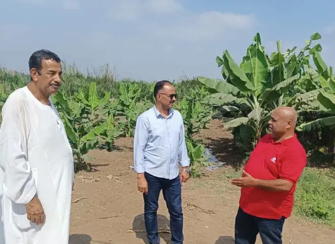 الزراعة تكشف خطة حماية محصول الموز.. مرور ميداني وتوصيات حاسمة للمزارعين