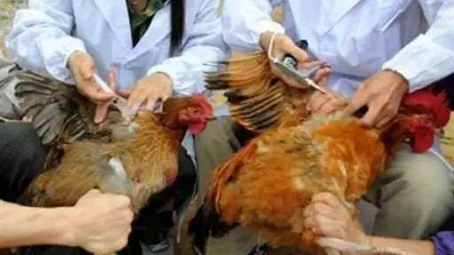 مافيا ”الحقن بالماء”.. كيف تتلاعب الأماكن غير المرخصة بأوزان الدواجن وصحة المصريين؟