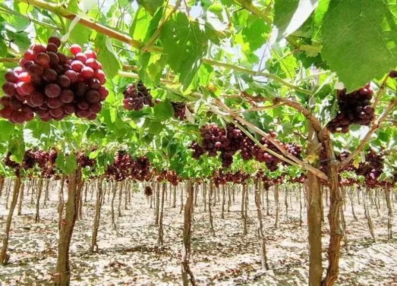 خريطة العنب في المنيا: 18 ألف فدان وتوسع في الزراعات الحديثة لزيادة الصادرات