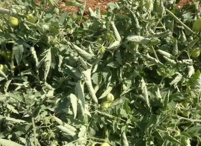 خبير مناخ زراعي يكشف أسباب التفاف أوراق الطماطم وطرق حمايتها