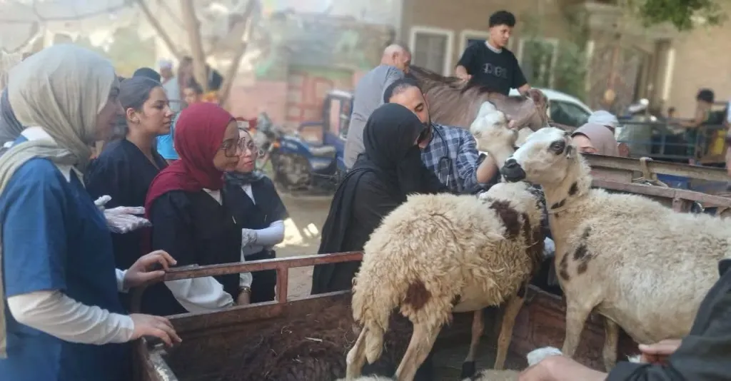 قافلة بيطرية مجانية تعالج 2800 حالة ماشية بقرية المشايعة في أسيوط