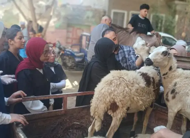 قافلة بيطرية مجانية تعالج 2800 حالة ماشية بقرية المشايعة في أسيوط