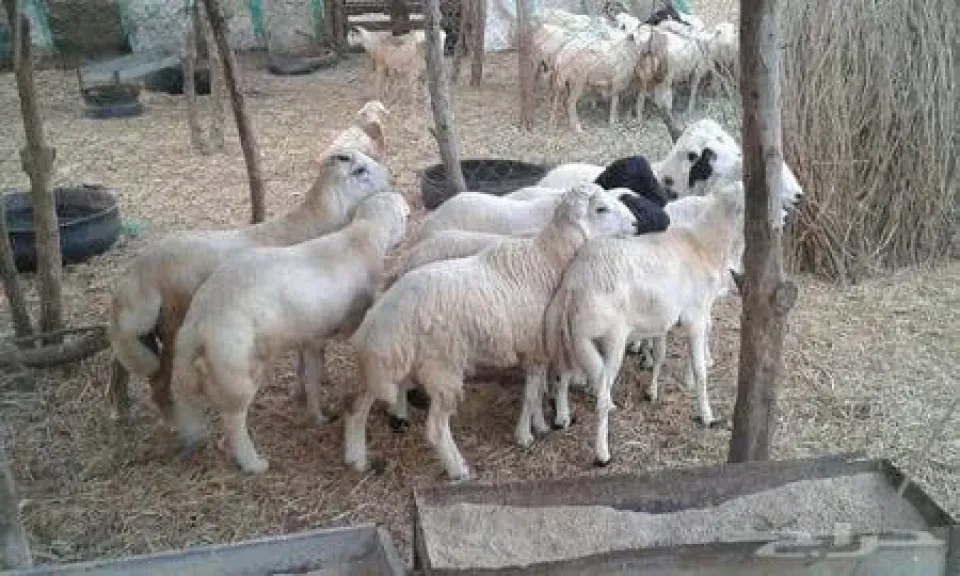 دراسة بحثية تضع خريطة جينية لتحسين سلالة أغنام القنادي